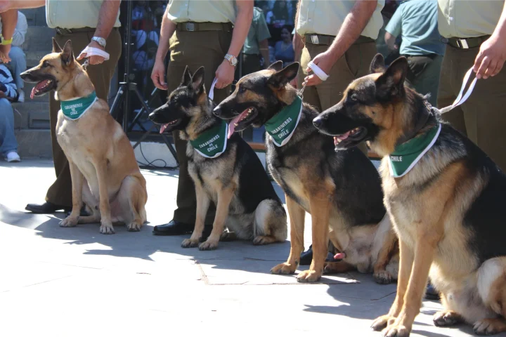 Grupo de Adiestramiento Canino