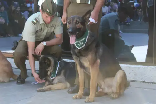 Grupo Canino de Carabineros
