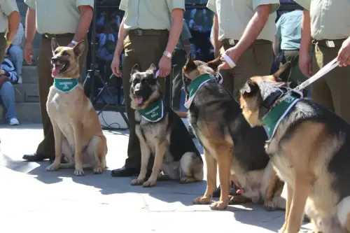 Grupo Canino de Carabineros