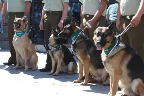 Grupo Canino de Carabineros