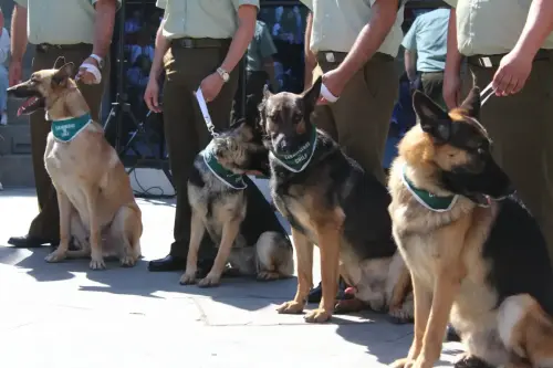 Grupo Canino de Carabineros
