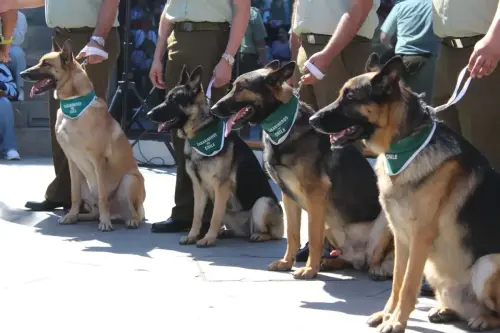 Grupo Canino de Carabineros