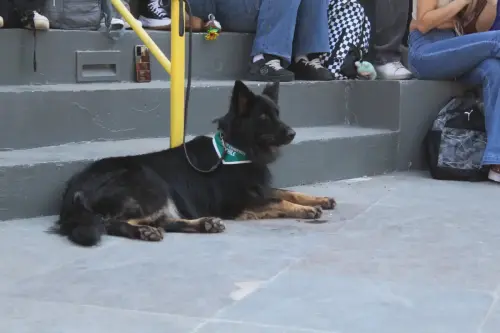 Grupo Canino de Carabineros