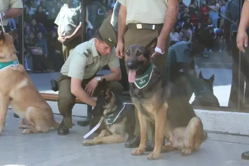 Grupo Canino de Carabineros