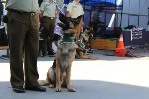 Grupo Canino de Carabineros