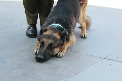Grupo Canino de Carabineros
