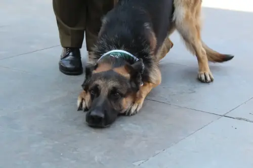 Grupo Canino de Carabineros