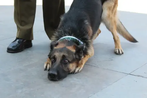 Grupo Canino de Carabineros
