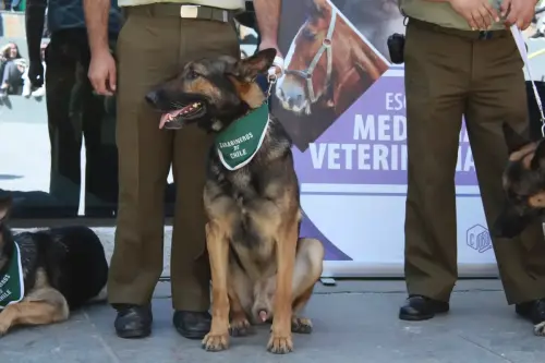 Grupo Canino de Carabineros