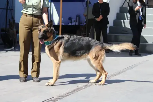 Grupo Canino de Carabineros
