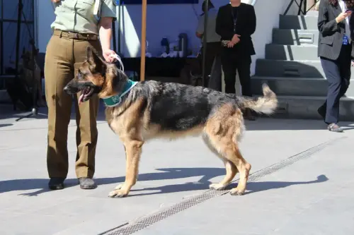 Grupo Canino de Carabineros