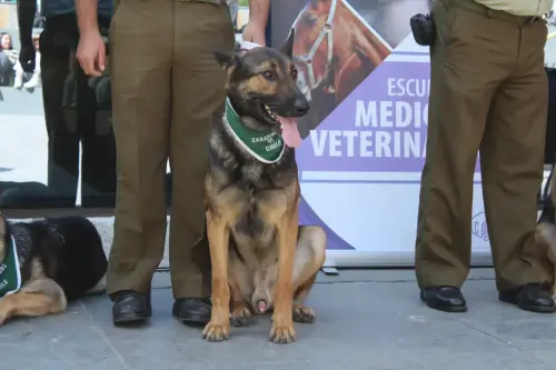 Grupo Canino de Carabineros