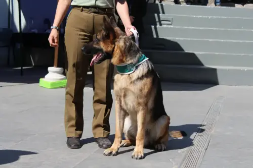 Grupo Canino de Carabineros