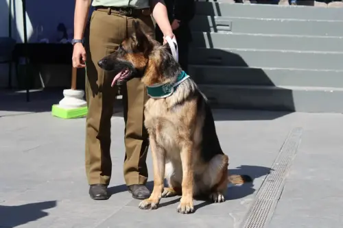 Grupo Canino de Carabineros