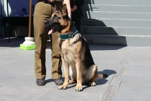Grupo Canino de Carabineros