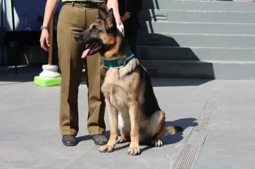 Grupo Canino de Carabineros