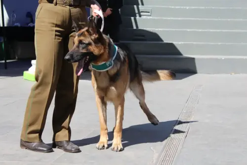 Grupo Canino de Carabineros