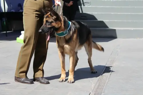 Grupo Canino de Carabineros