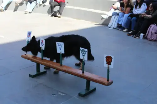 Grupo Canino de Carabineros