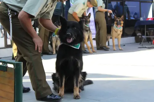 Grupo Canino de Carabineros