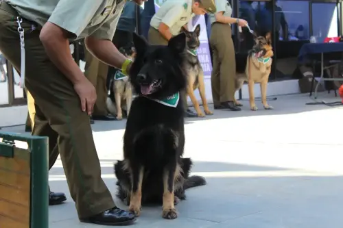 Grupo Canino de Carabineros