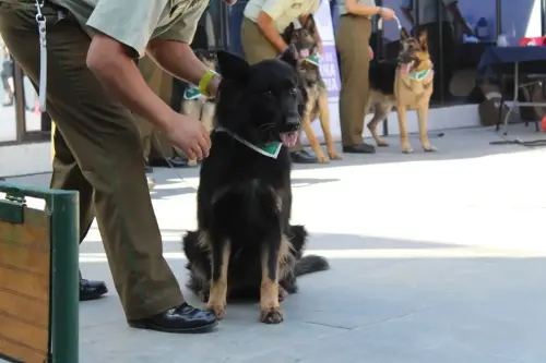 Grupo Canino de Carabineros