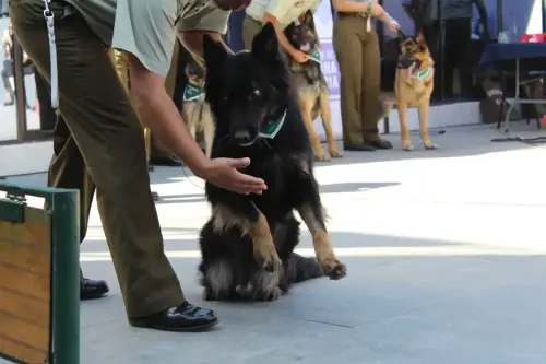 Grupo Canino de Carabineros