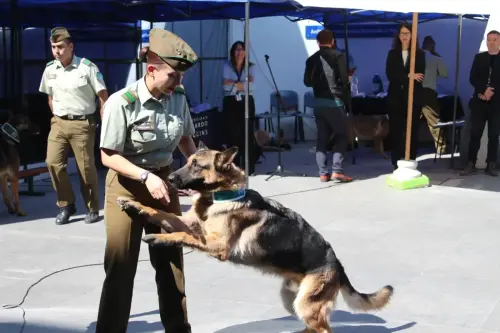 Grupo Canino de Carabineros