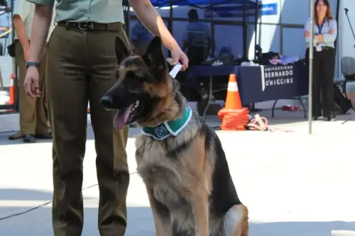 Grupo Canino de Carabineros