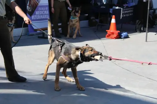 Grupo Canino de Carabineros