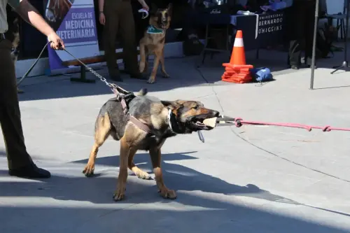Grupo Canino de Carabineros