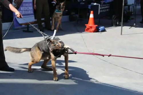 Grupo Canino de Carabineros