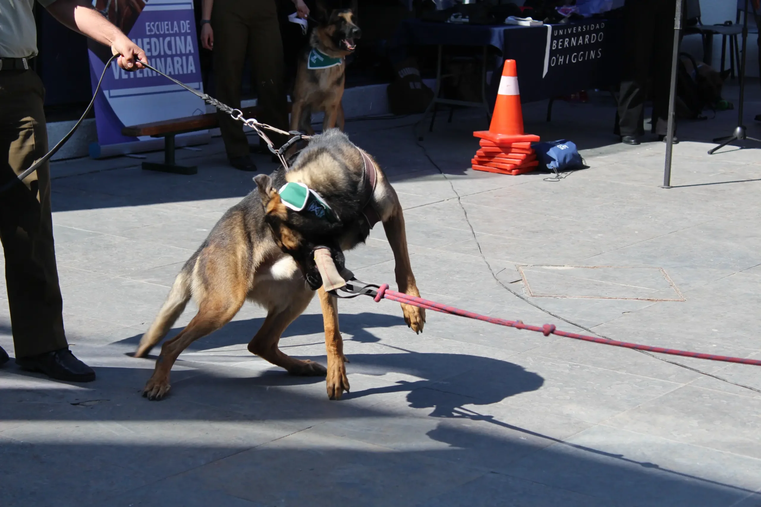 Grupo Canino de Carabineros