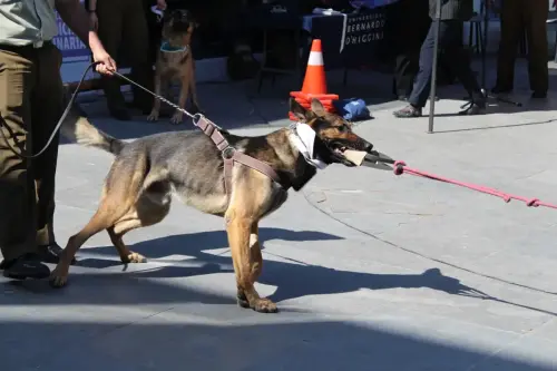 Grupo Canino de Carabineros