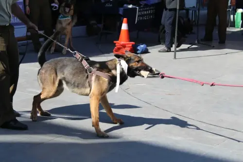 Grupo Canino de Carabineros