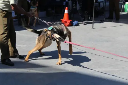 Grupo Canino de Carabineros