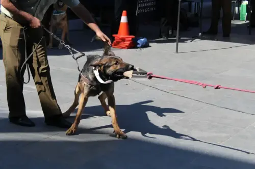 Grupo Canino de Carabineros