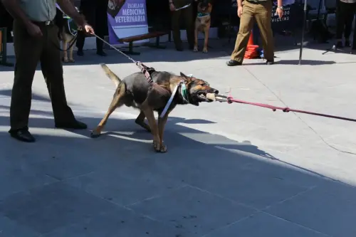 Grupo Canino de Carabineros