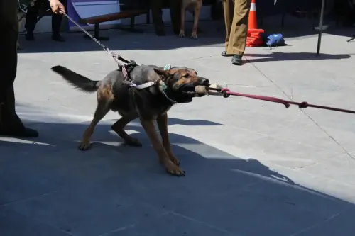 Grupo Canino de Carabineros