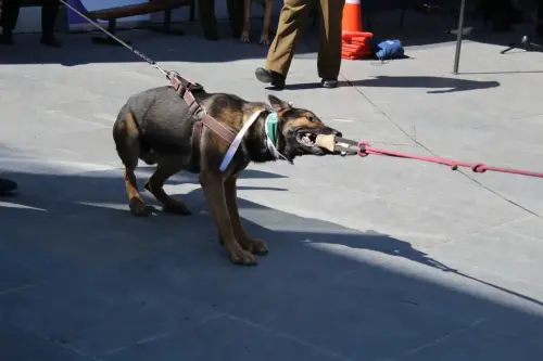 Grupo Canino de Carabineros